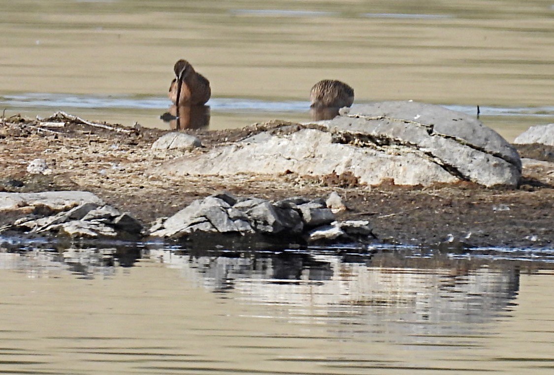 Long-billed Dowitcher - Sharon Henry