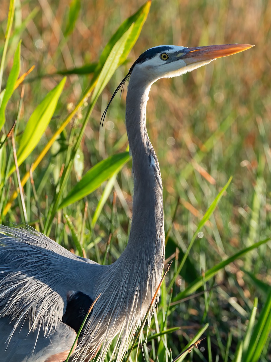 Great Blue Heron - Jan Allen