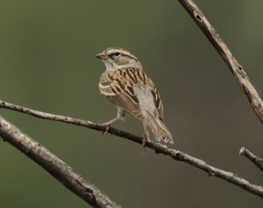 Chipping Sparrow - Robert Raffel