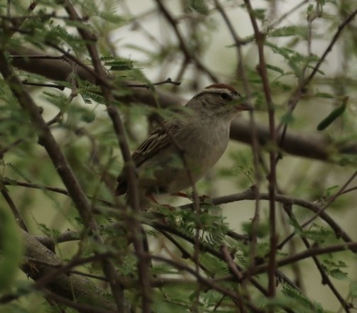 Chipping Sparrow - Robert Raffel