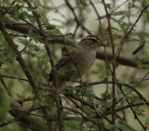 Chipping Sparrow - ML618779556