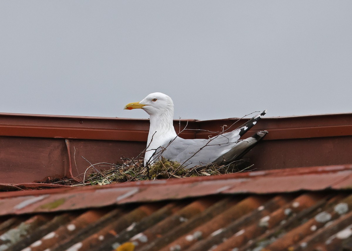 Goéland argenté (argentatus/argenteus) - ML618779565