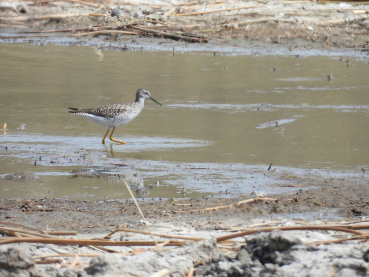 Greater Yellowlegs - Sharon Henry