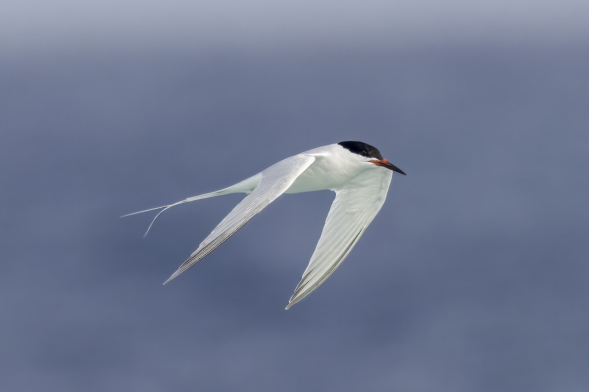 Roseate Tern - Steve Schnoll