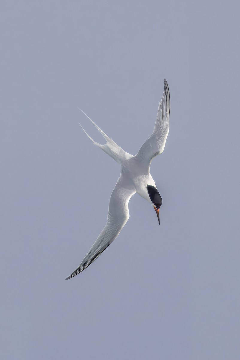 Roseate Tern - Steve Schnoll