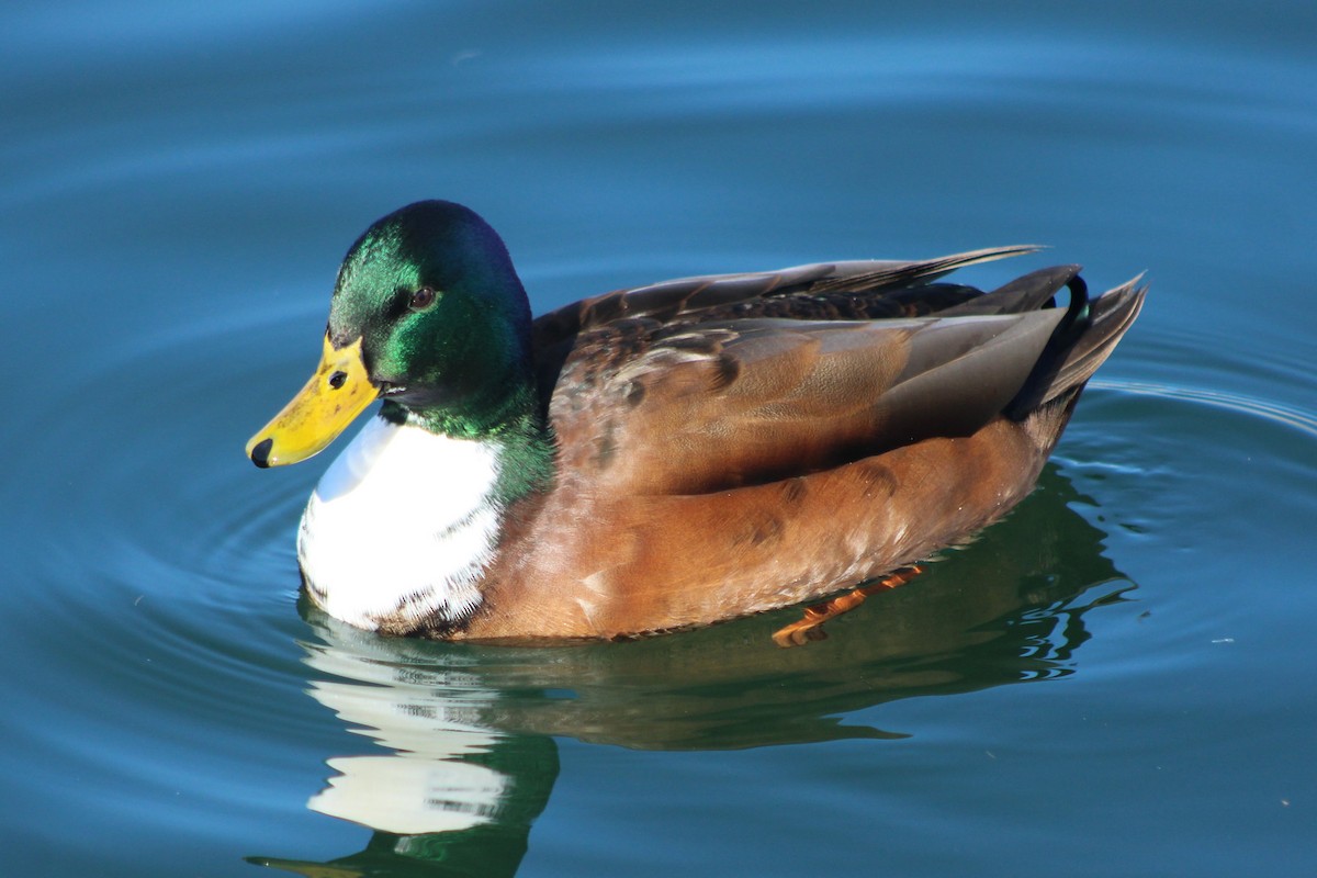 Mallard (Domestic type) - ML618779611