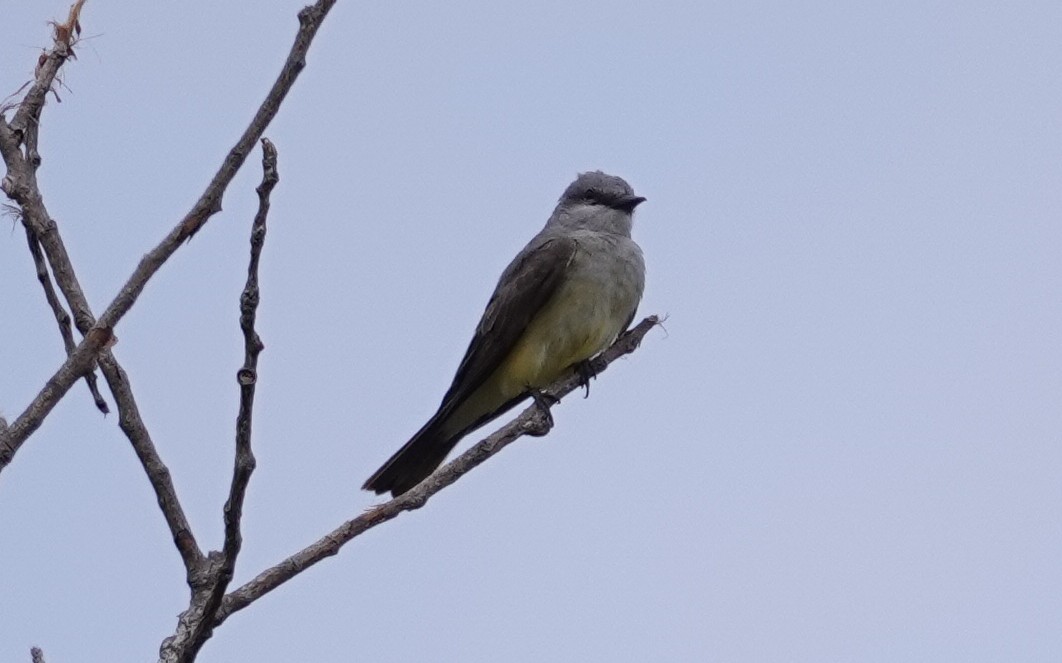 Cassin's Kingbird - ML618779630