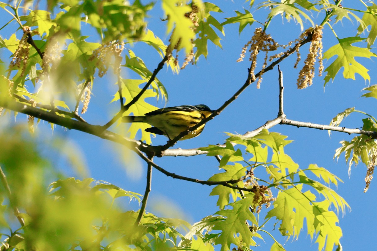 Magnolia Warbler - Louis Sharp