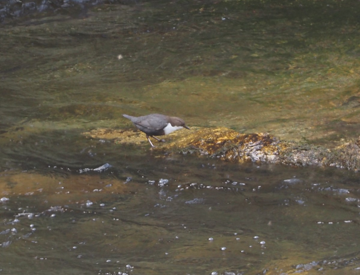 White-throated Dipper - Stephan Lorenz