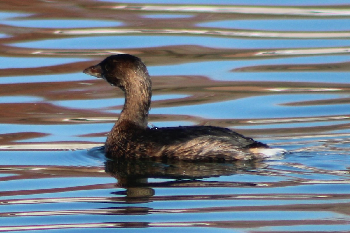 Pied-billed Grebe - ML618779671