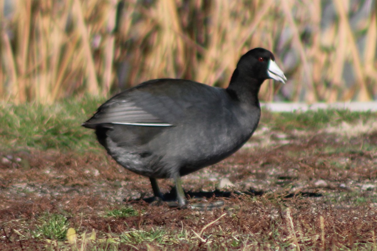 American Coot (Red-shielded) - ML618779678
