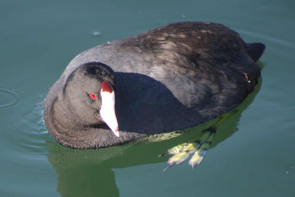 American Coot (Red-shielded) - ML618779679