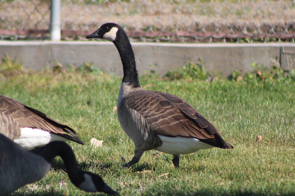 Canada Goose (moffitti/maxima) - Sean Cozart