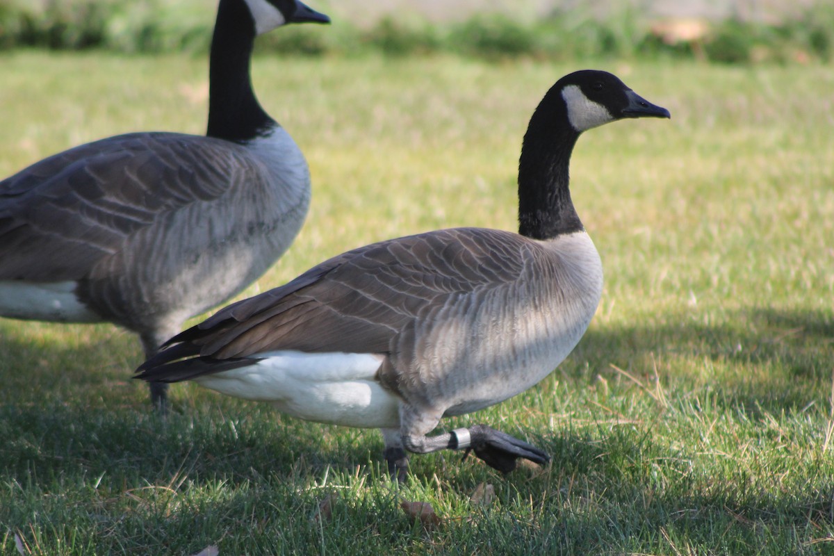 Canada Goose (moffitti/maxima) - ML618779684