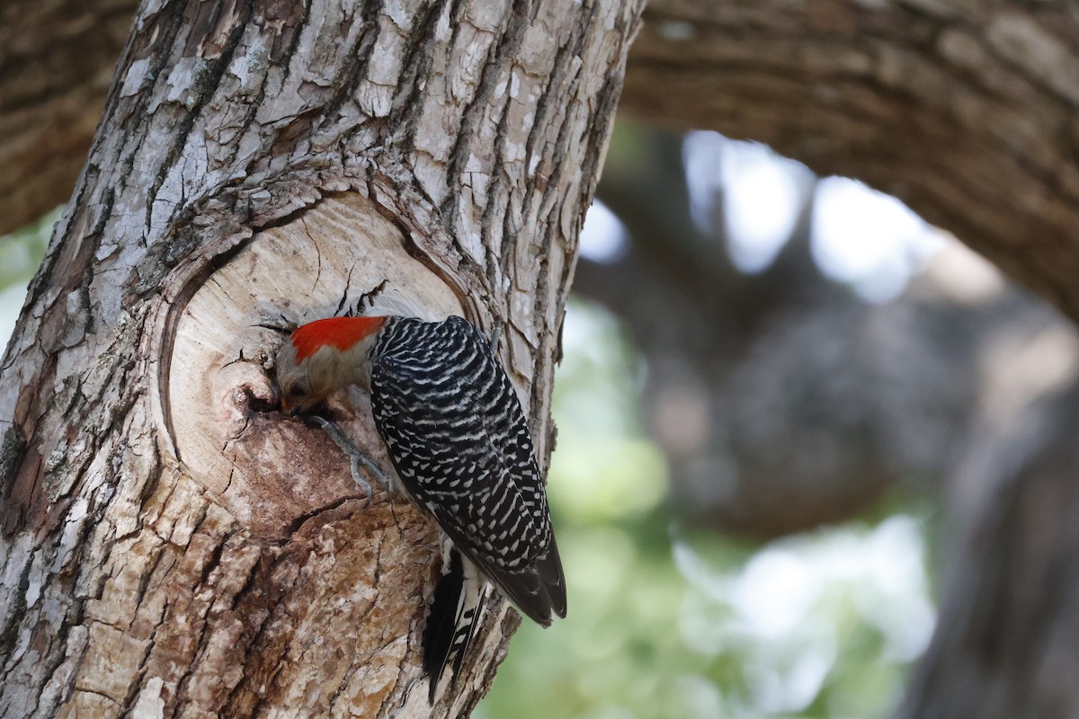 Red-bellied Woodpecker - Mathieu Soetens