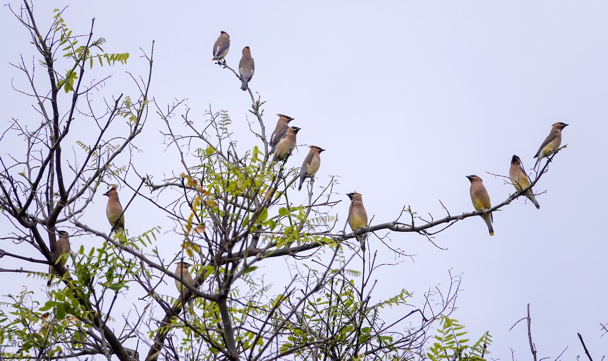 Cedar Waxwing - Patty Drew