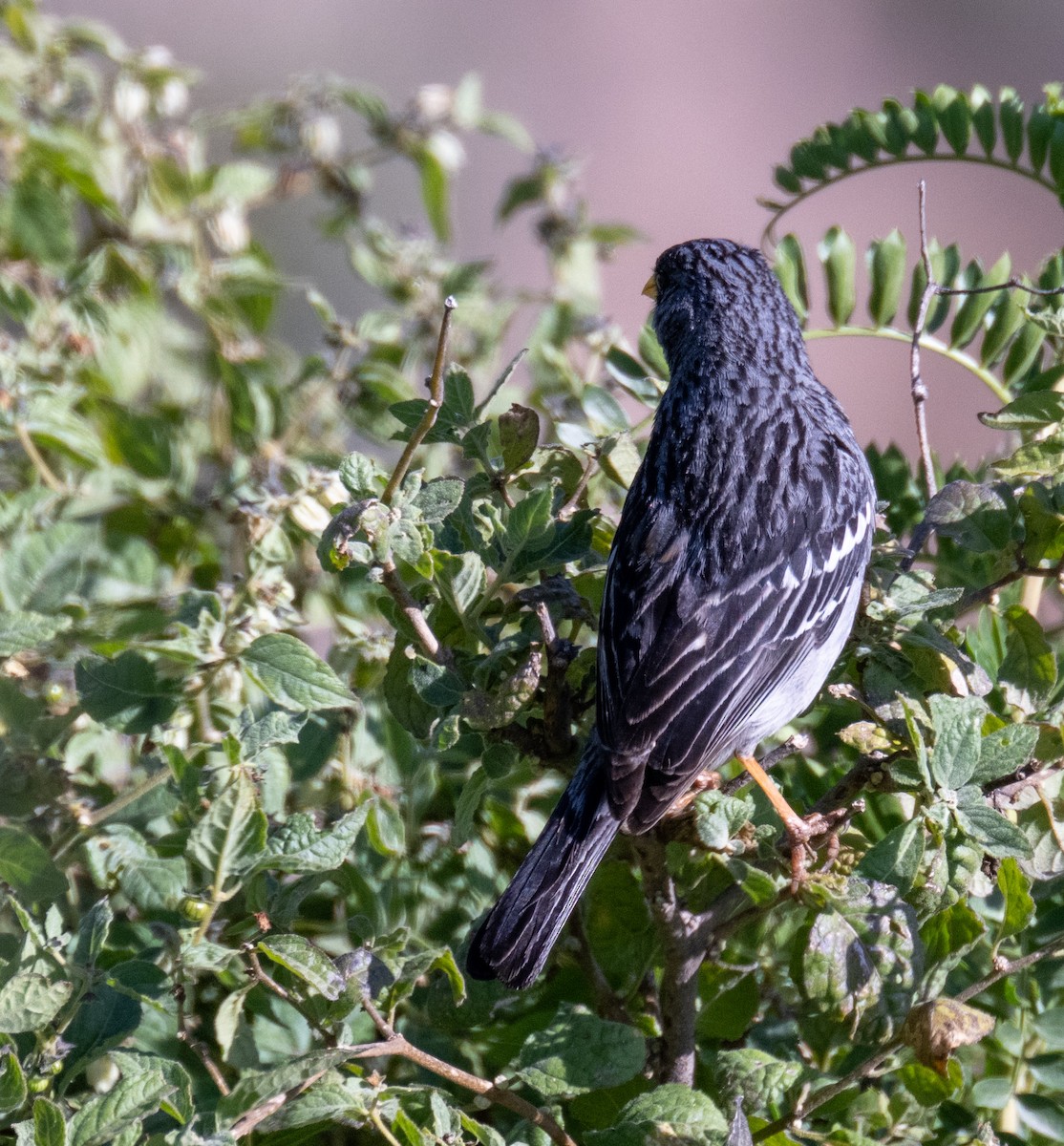 Mourning Sierra Finch - Gerhard Josef Bauer