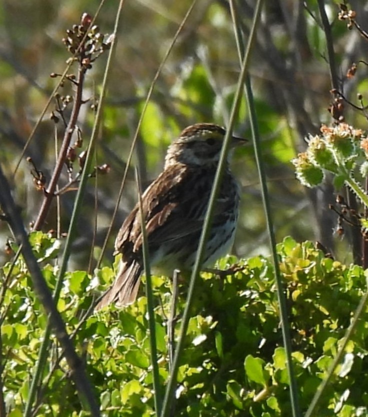 Savannah Sparrow - Avis Boutell