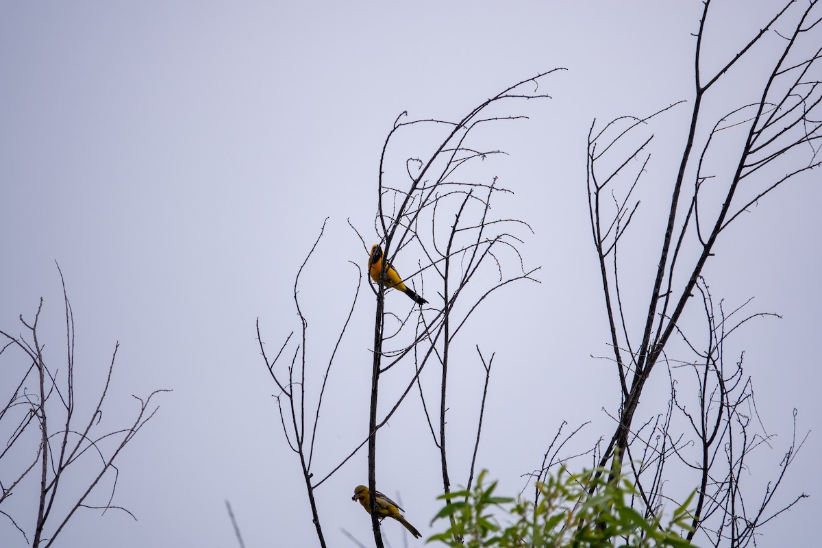 Hooded Oriole - Patty Drew