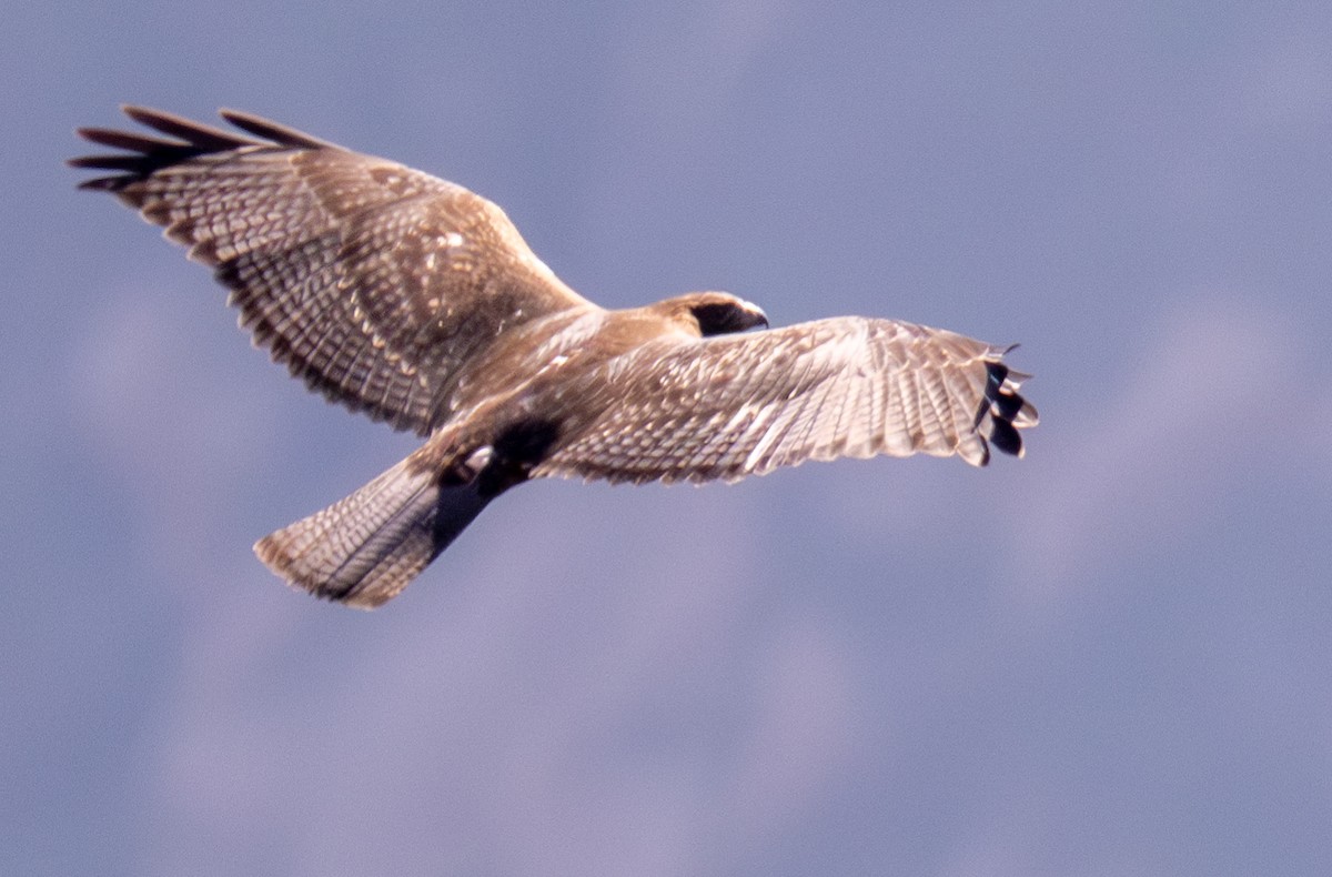 Black-chested Buzzard-Eagle - Gerhard Josef Bauer