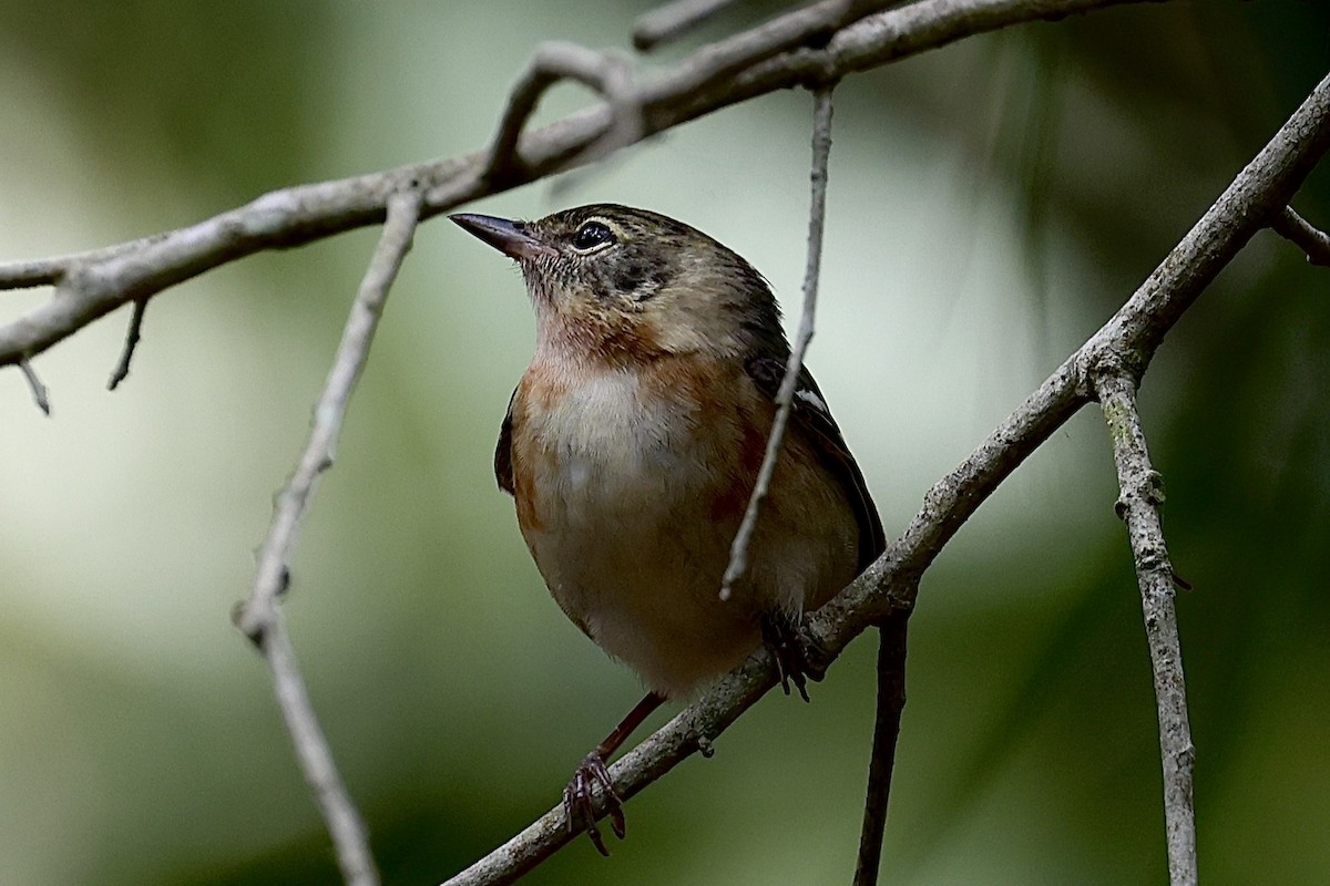 Bay-breasted Warbler - Dean Silvers