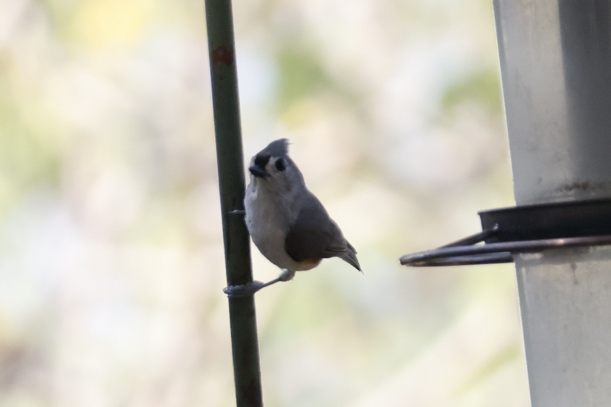 Tufted Titmouse - Mathieu Soetens