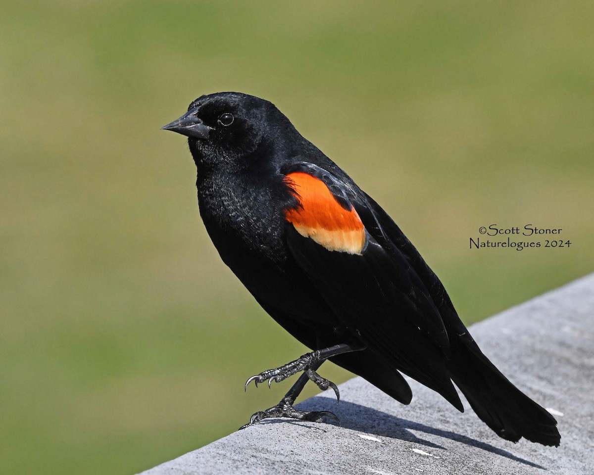 Red-winged Blackbird - Scott Stoner