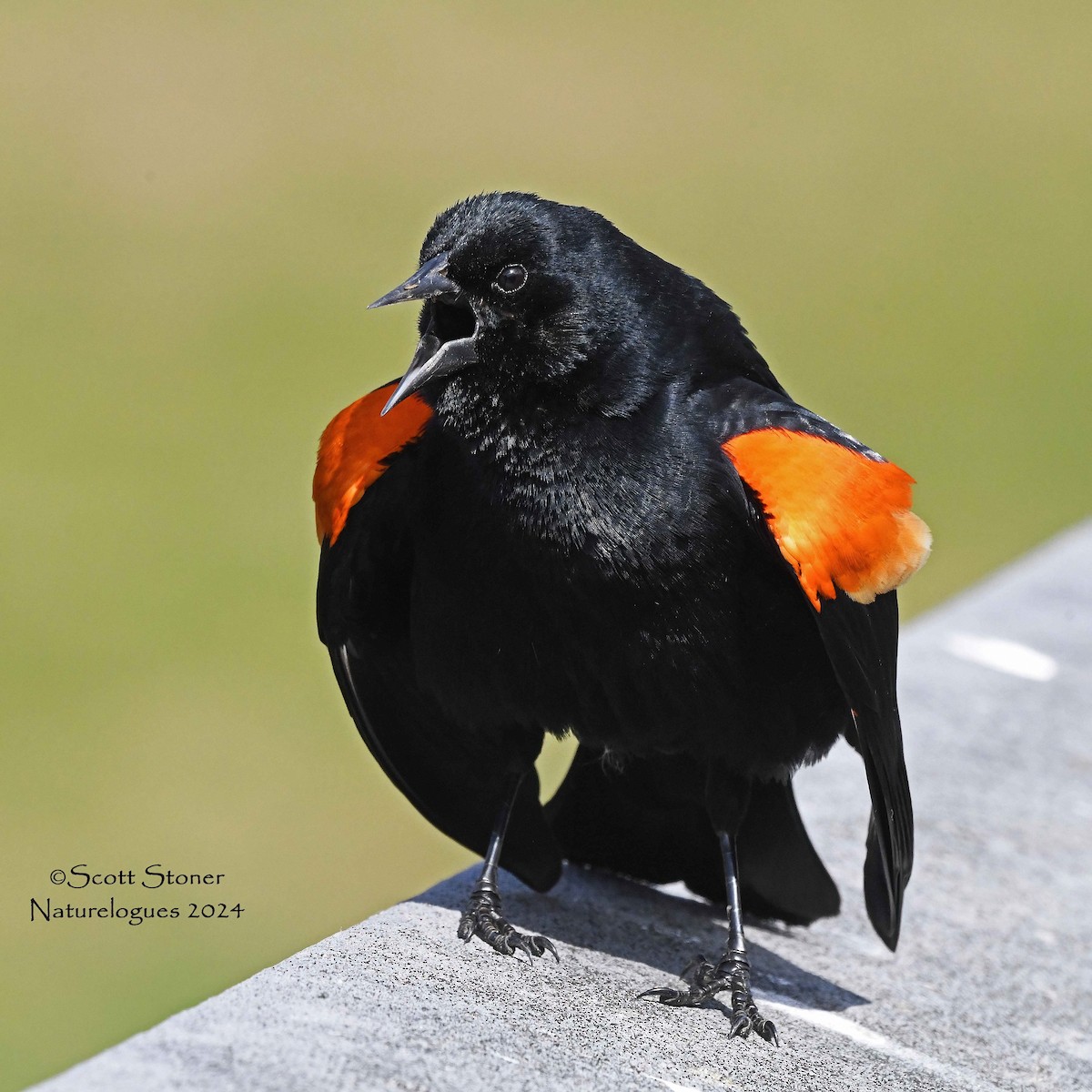 Red-winged Blackbird - Scott Stoner