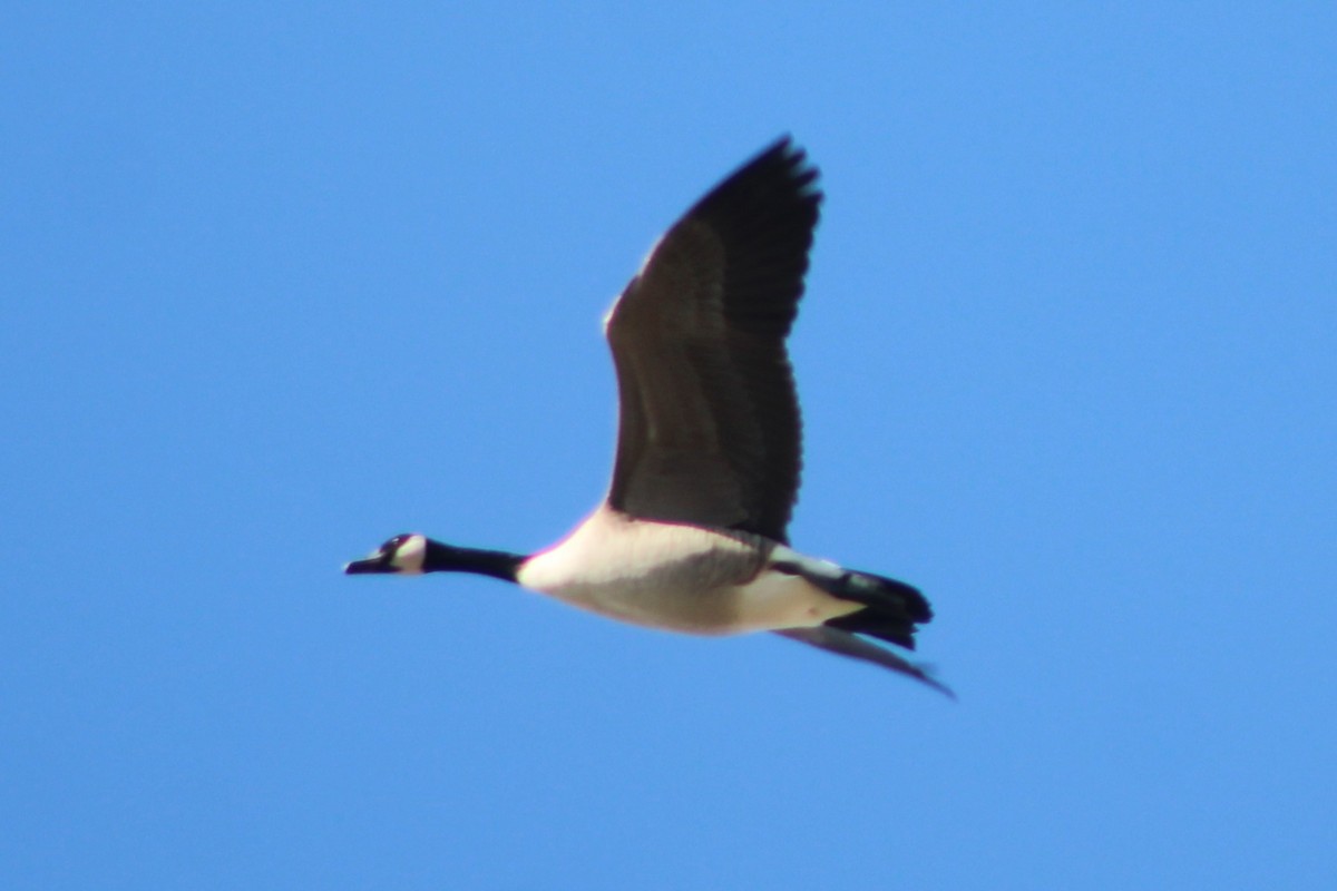 Canada Goose (moffitti/maxima) - Sean Cozart