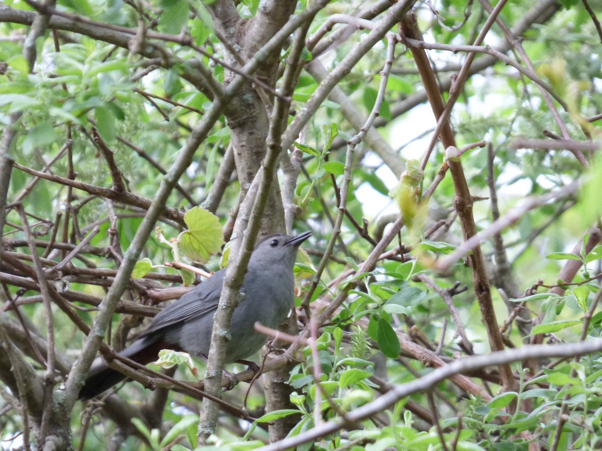 Gray Catbird - Karina Ramkalawan