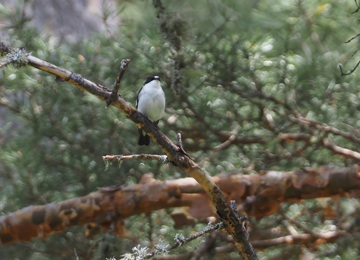 European Pied Flycatcher - Stephan Lorenz