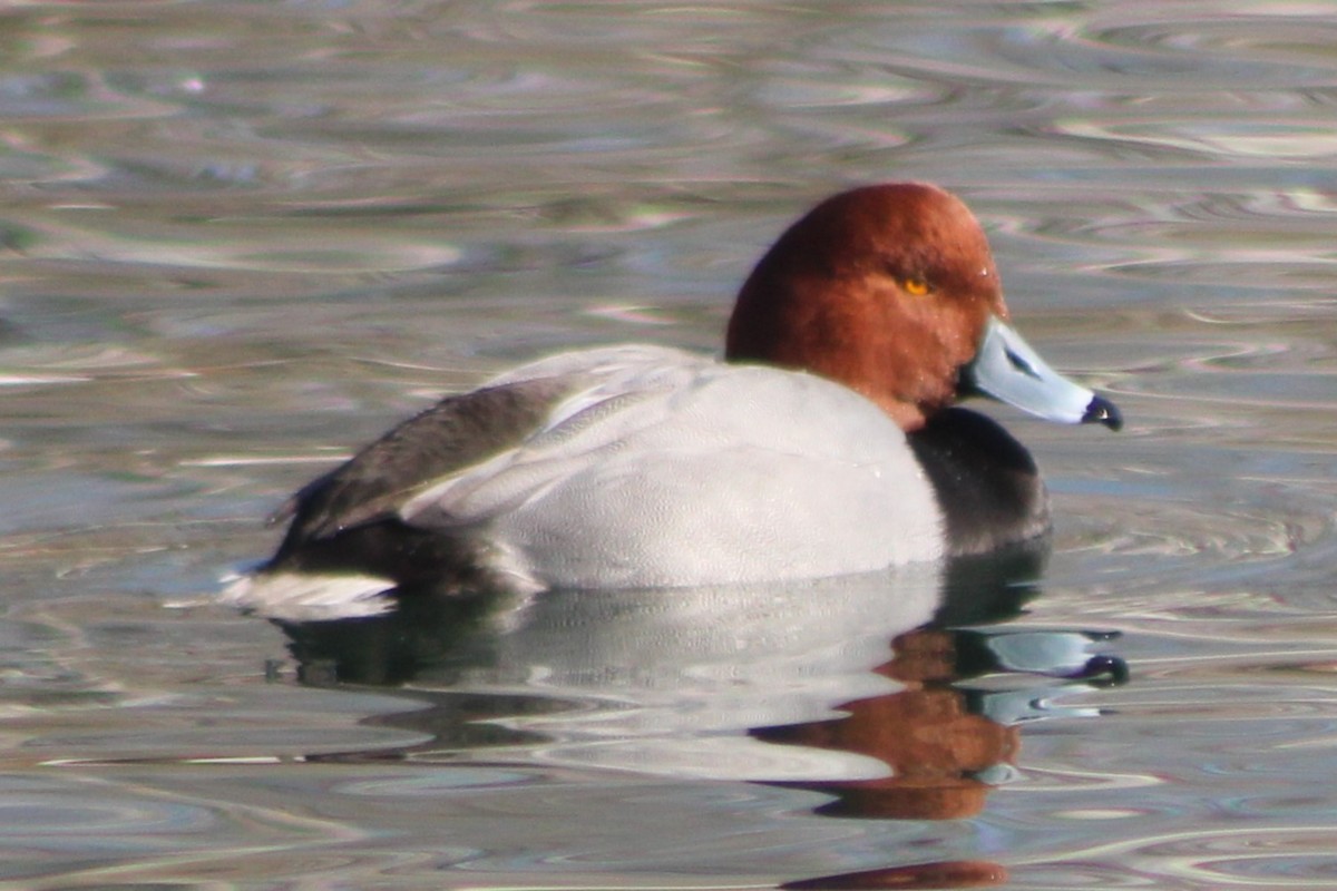 Redhead - Sean Cozart