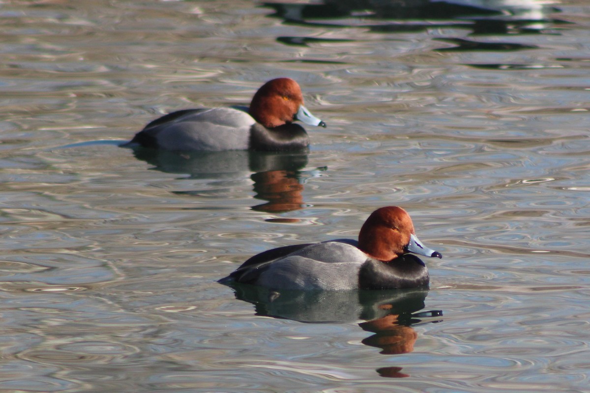 Redhead - ML618779770