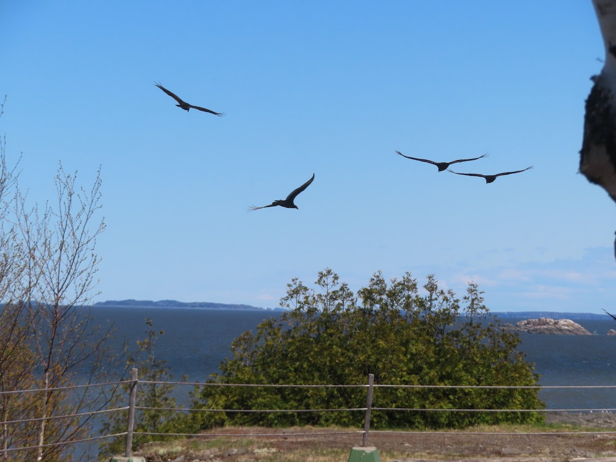 Turkey Vulture - Chantal Labbé