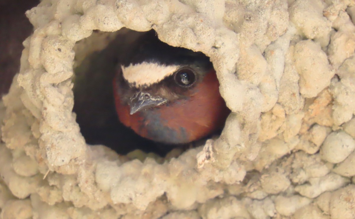 Cliff Swallow - Diane Yorgason-Quinn