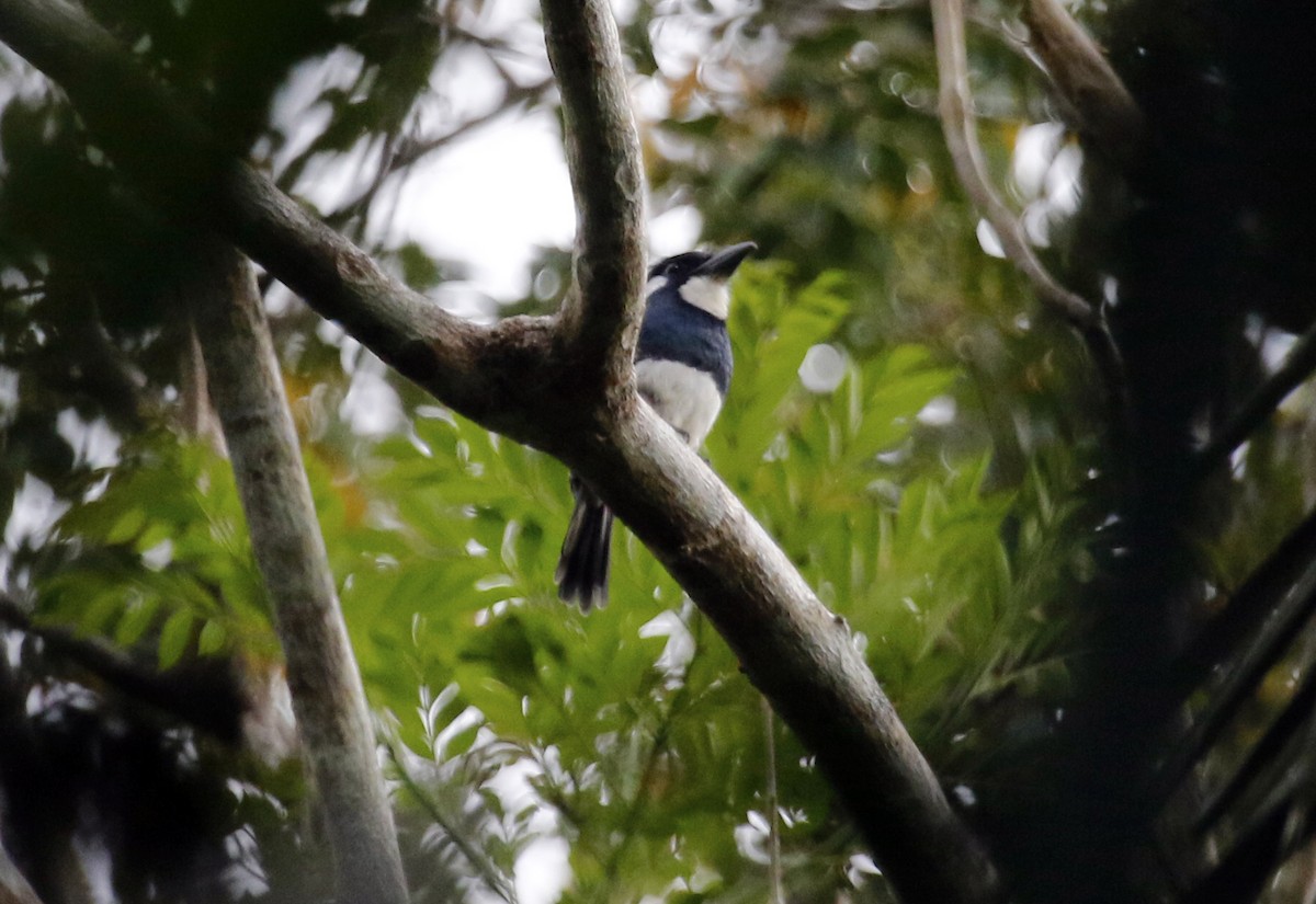 Black-breasted Puffbird - Geert Bouke Kortleve