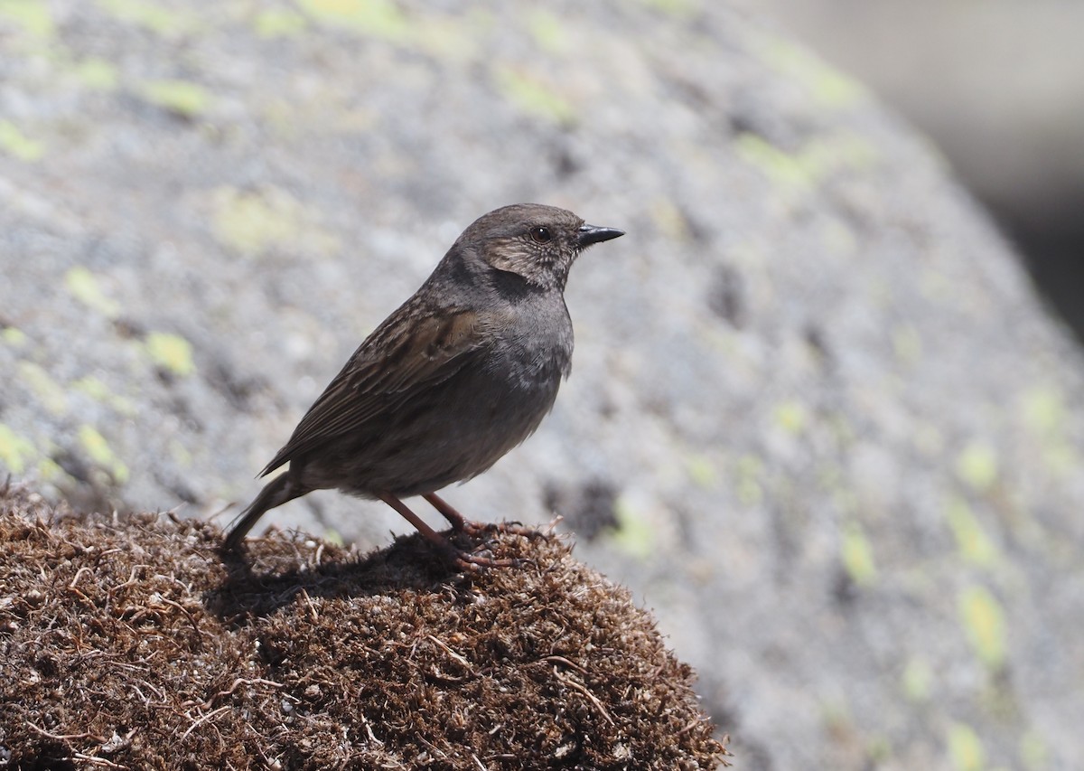 Dunnock - Stephan Lorenz