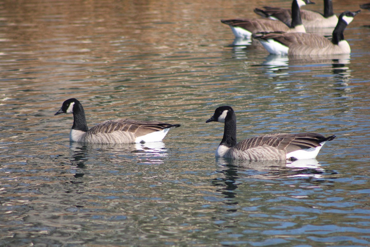 Canada Goose (moffitti/maxima) - Sean Cozart