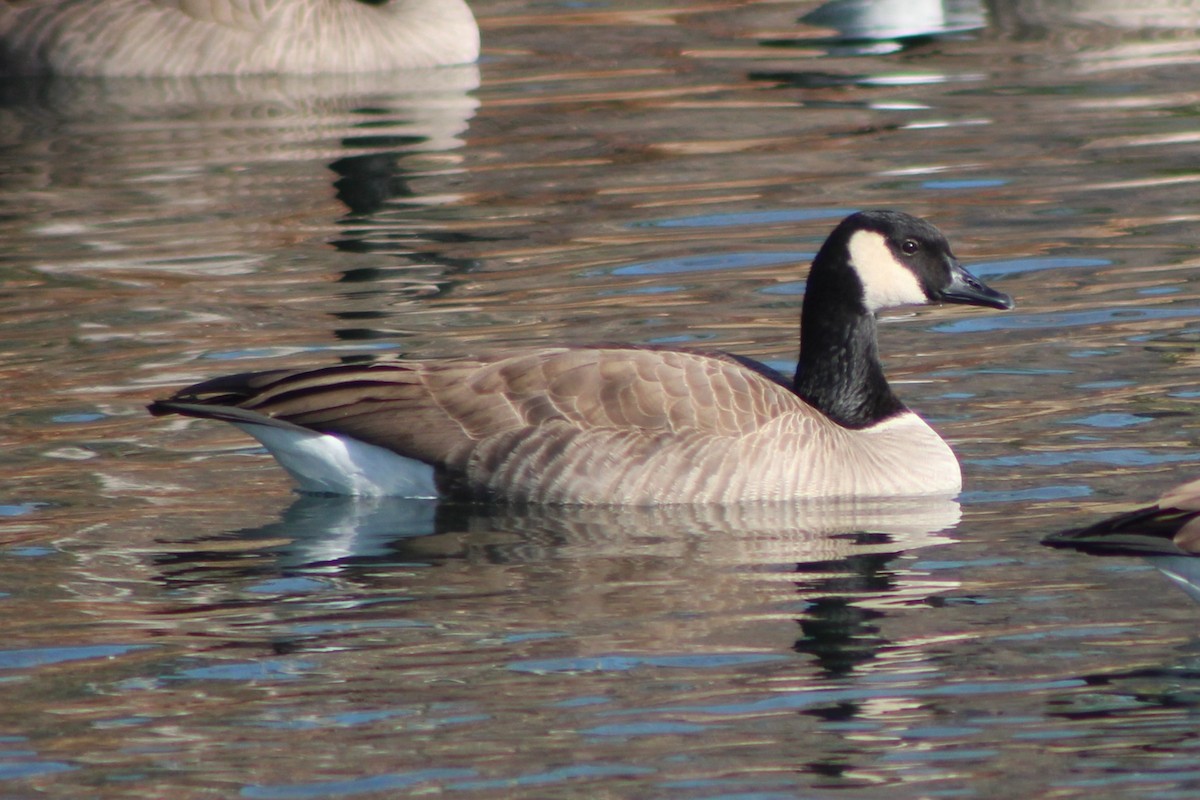 Canada Goose (moffitti/maxima) - Sean Cozart