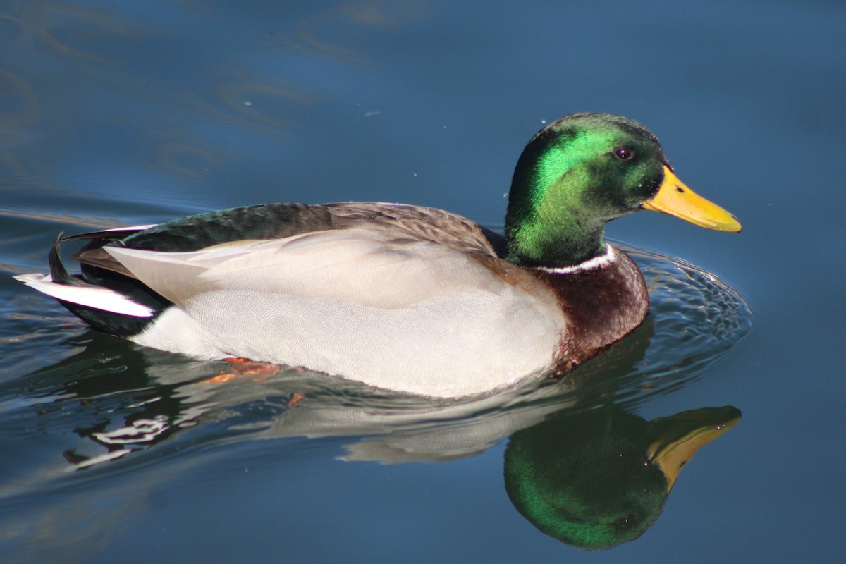 Mallard - ML618779826