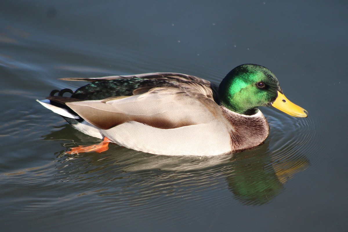 Mallard - ML618779827