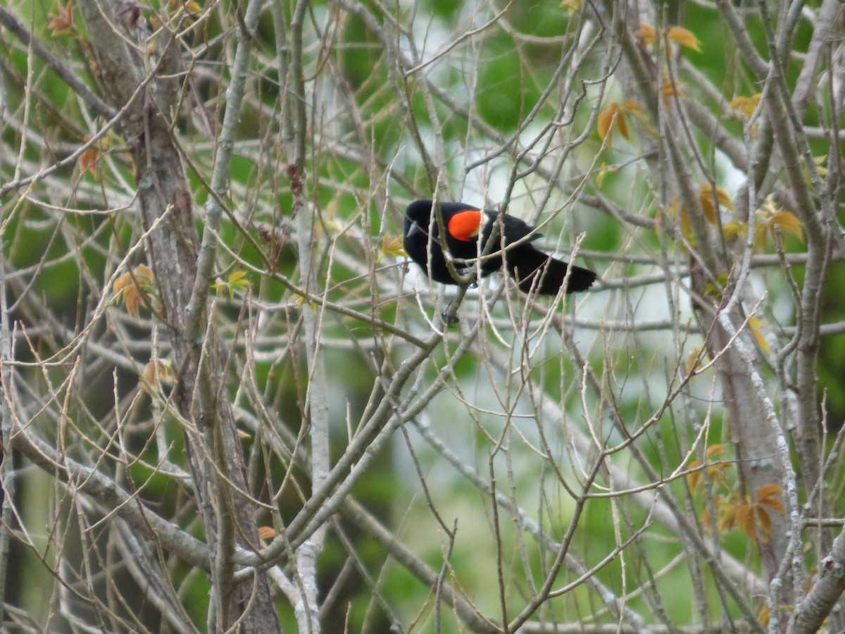 Red-winged Blackbird - Karina Ramkalawan