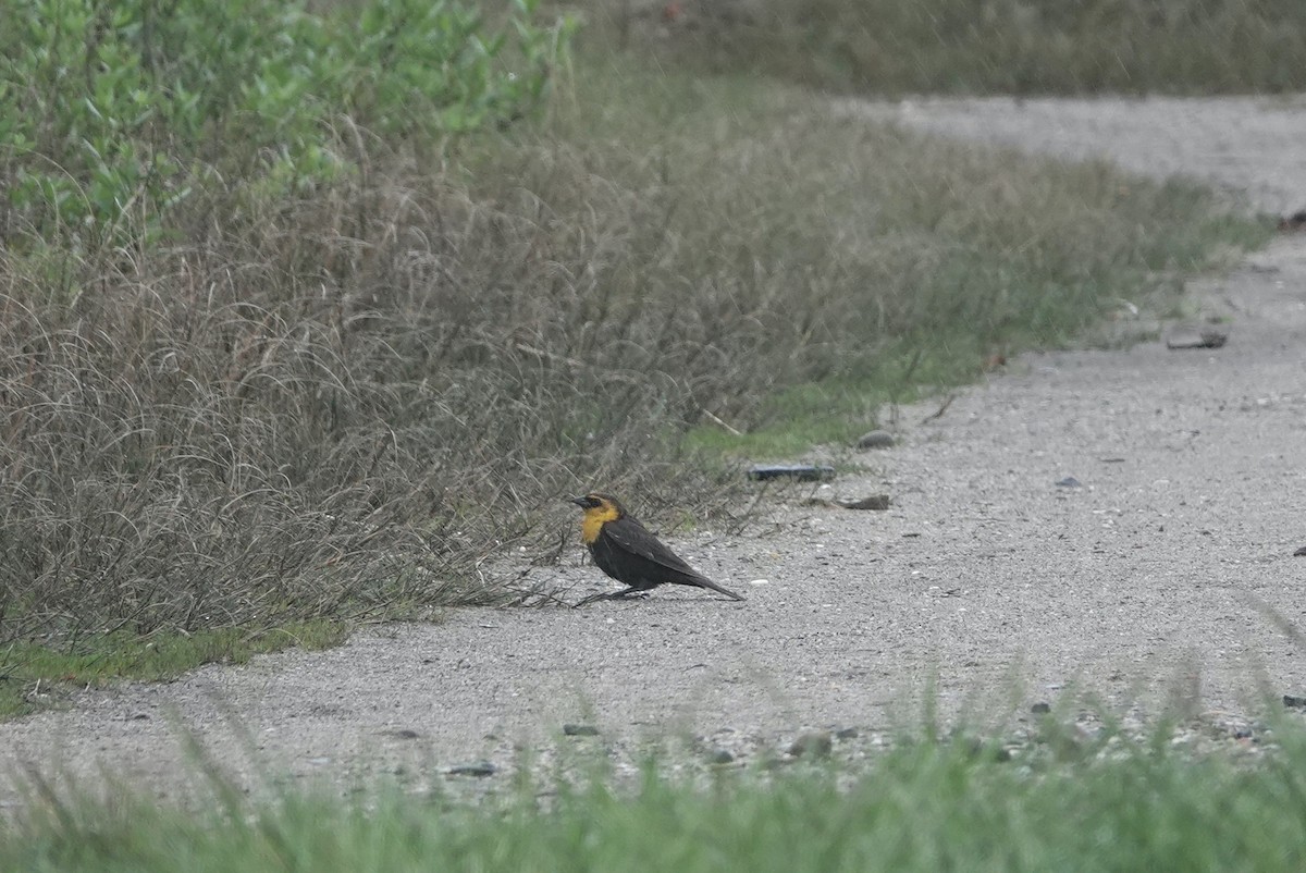 Yellow-headed Blackbird - ML618779843