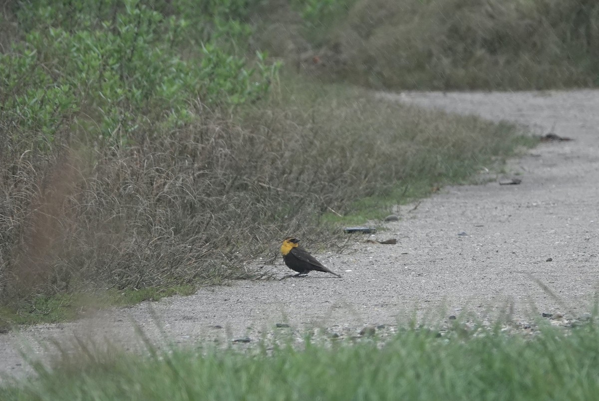 Yellow-headed Blackbird - ML618779844