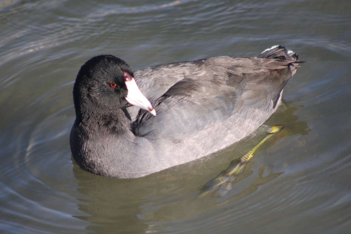American Coot (Red-shielded) - ML618779854