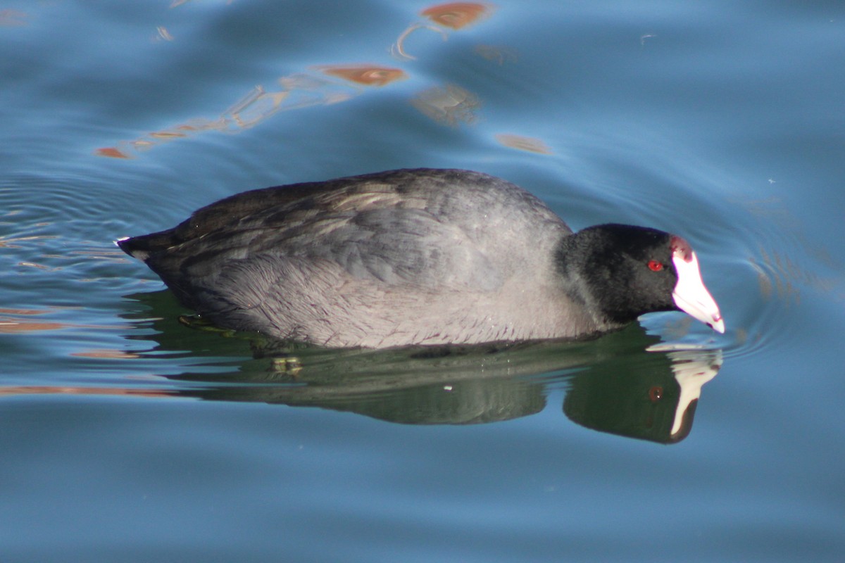 American Coot (Red-shielded) - ML618779855