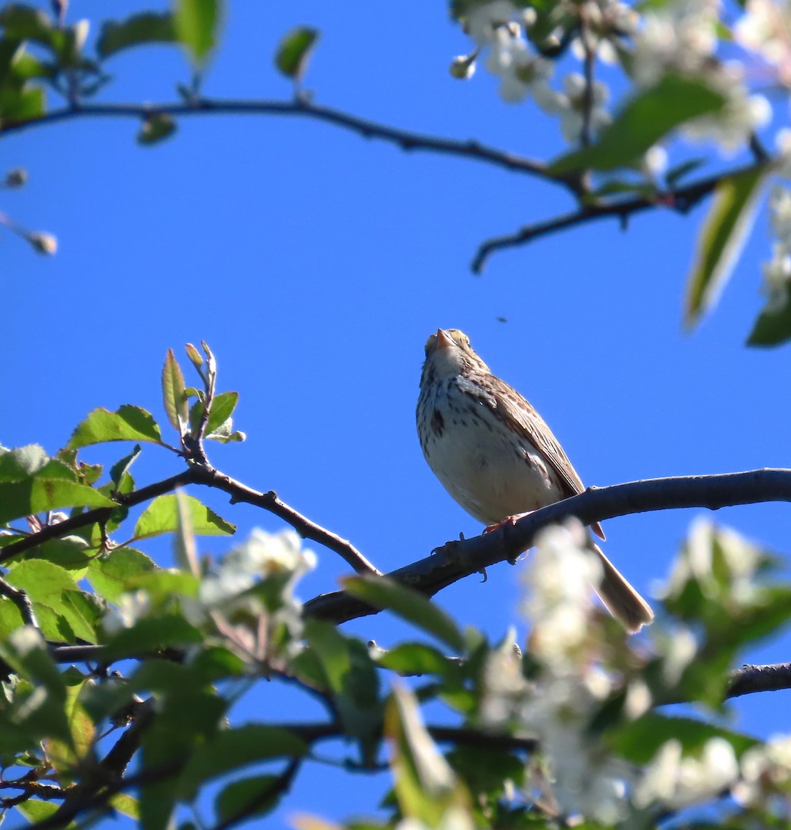 Savannah Sparrow - Diane Yorgason-Quinn