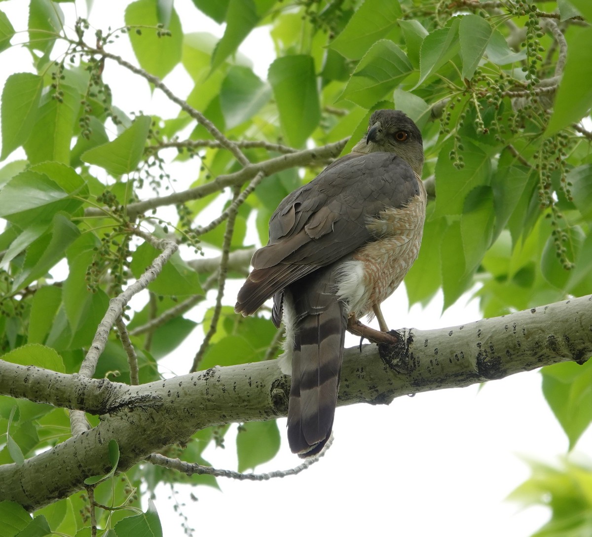 Cooper's Hawk - Rene Laubach