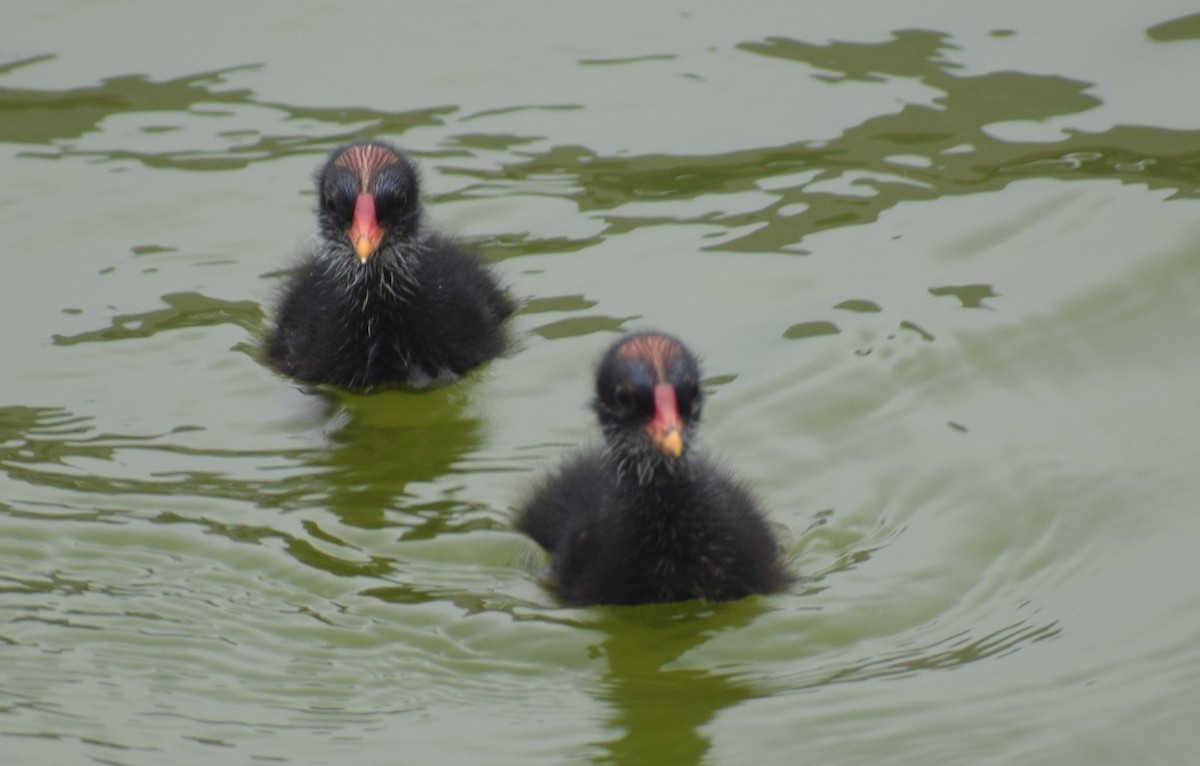 Common Gallinule - ML618779869