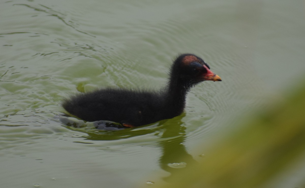 Common Gallinule - ML618779870